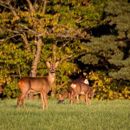 Spacieux Et Renove Avec Equipements Modernes, Terrasse Et Vaste Jardin Pres De Gevaudan Et Margeride - Fr-1-582-301