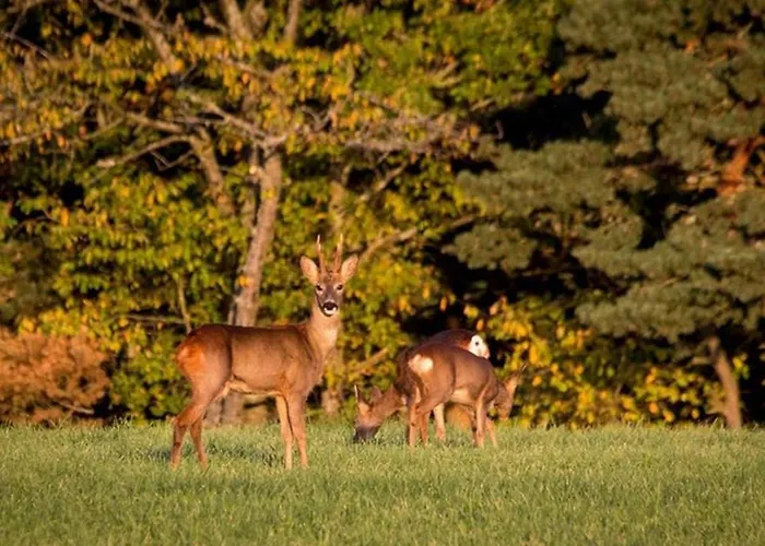 Spacieux Et Renove Avec Equipements Modernes, Terrasse Et Vaste Jardin Pres De Gevaudan Et Margeride - Fr-1-582-301