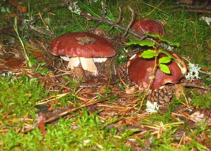 Spacieux Et Renove Avec Equipements Modernes, Terrasse Et Vaste Jardin Pres De Gevaudan Et Margeride - Fr-1-582-301 Holiday home *